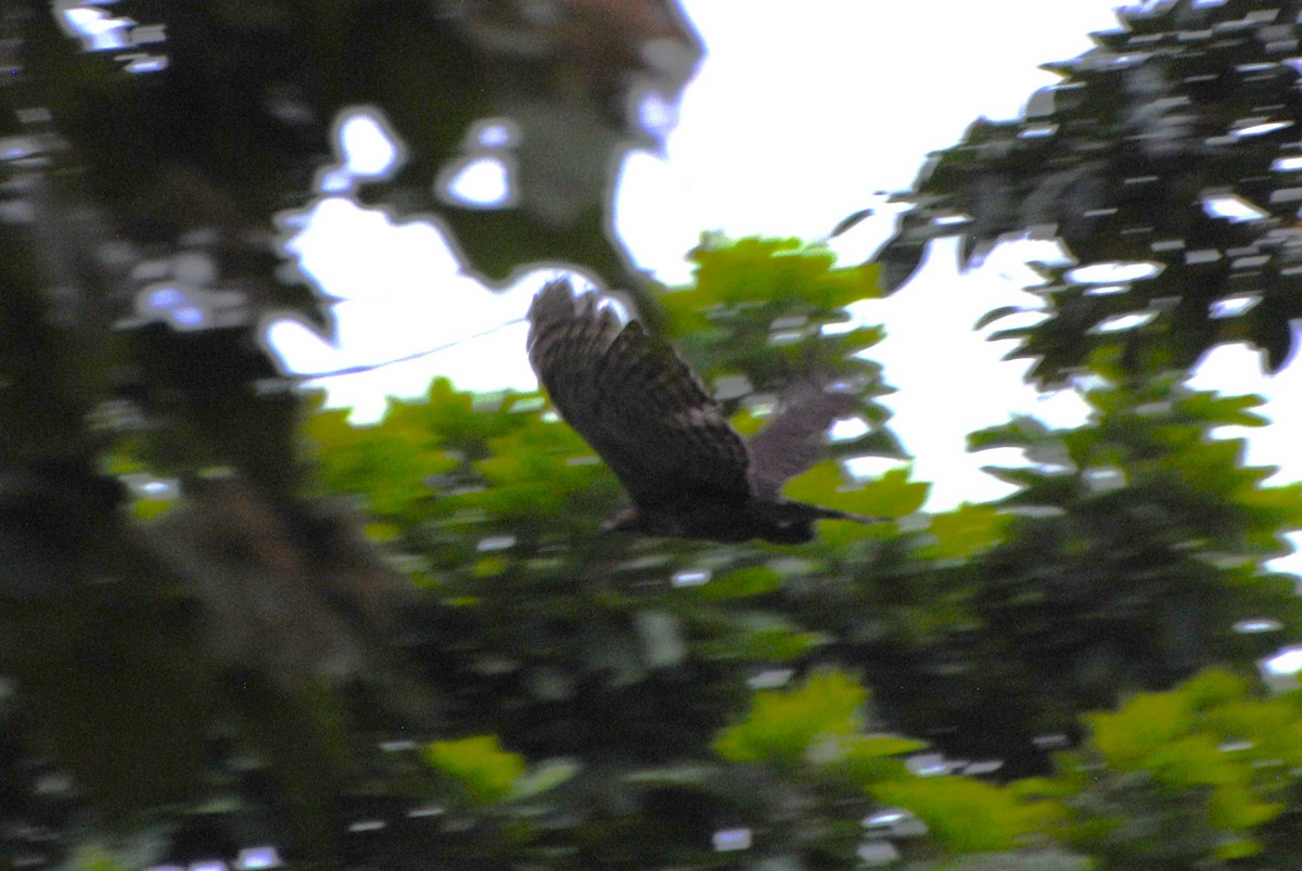 Prachtadler - ML644562508