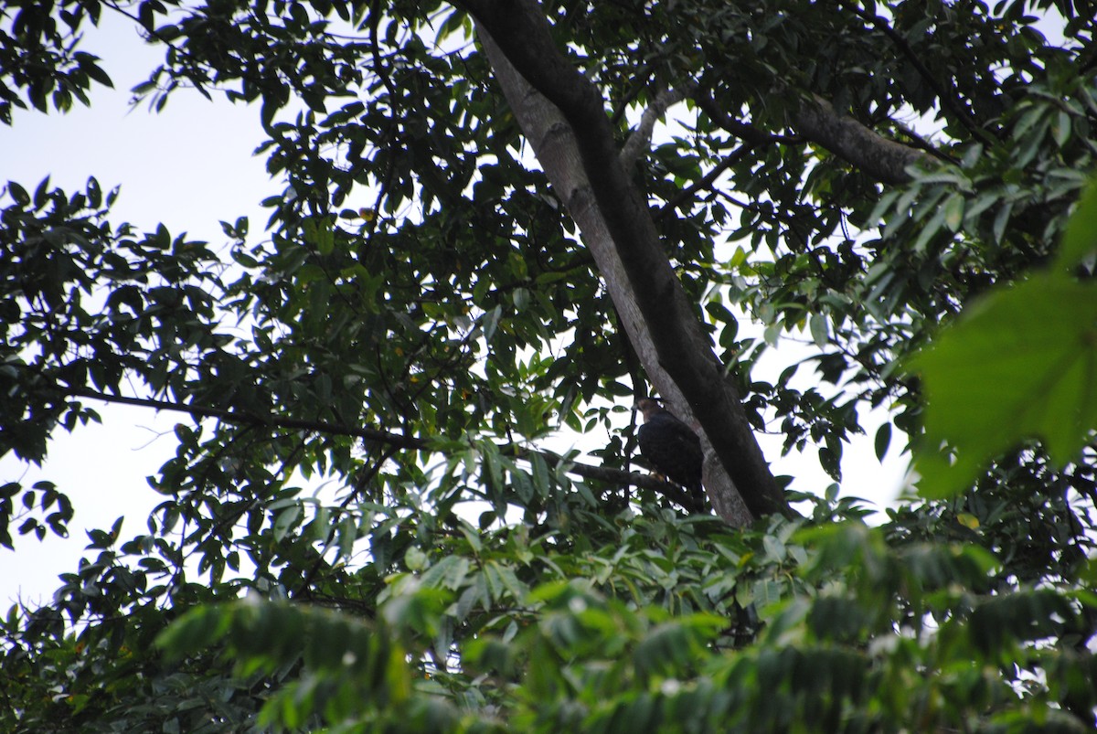 Prachtadler - ML644562509