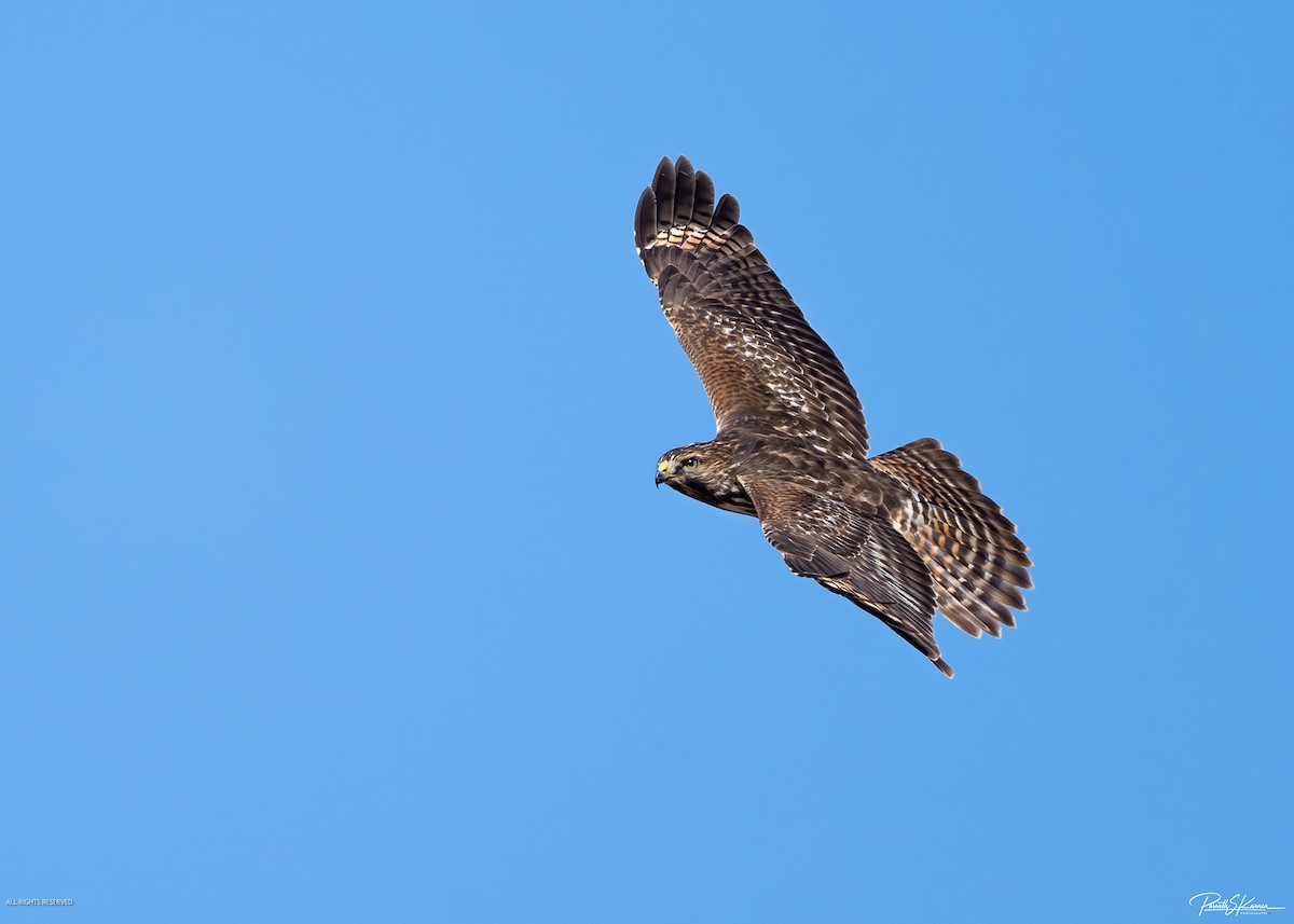 Red-shouldered Hawk - ML644562511
