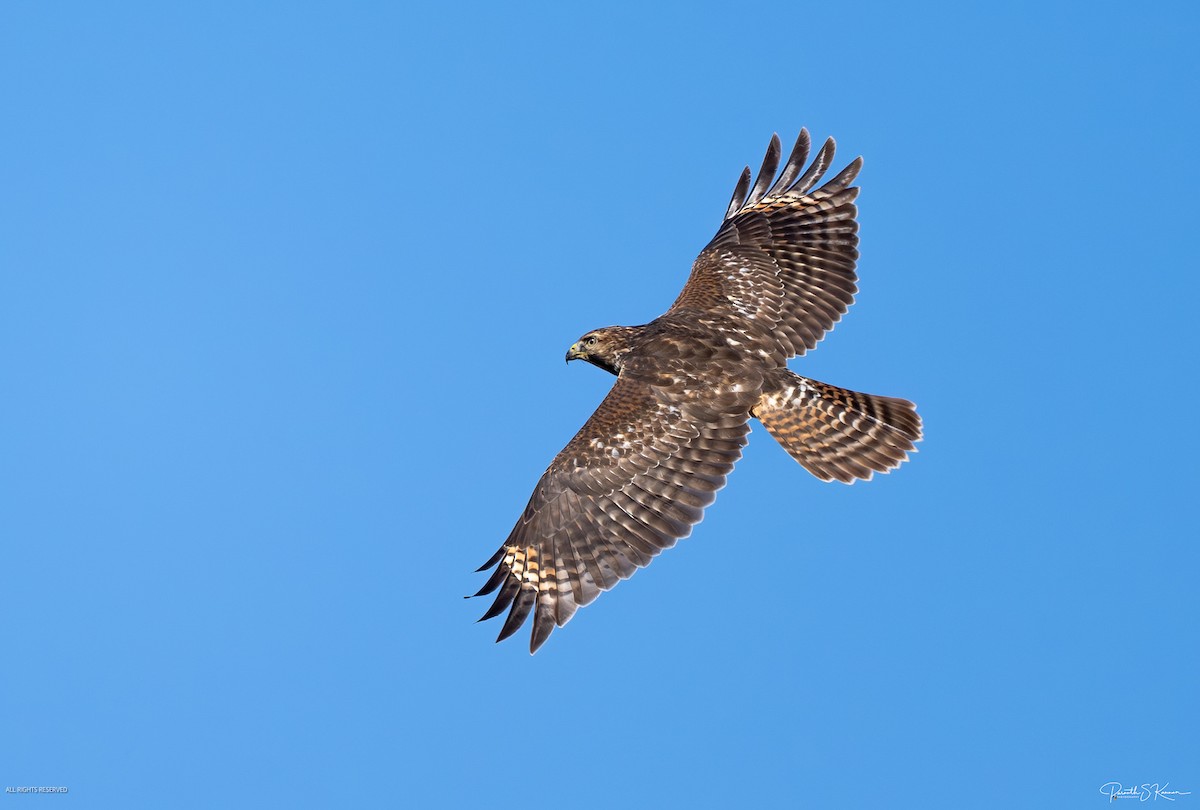 Red-shouldered Hawk - ML644562512