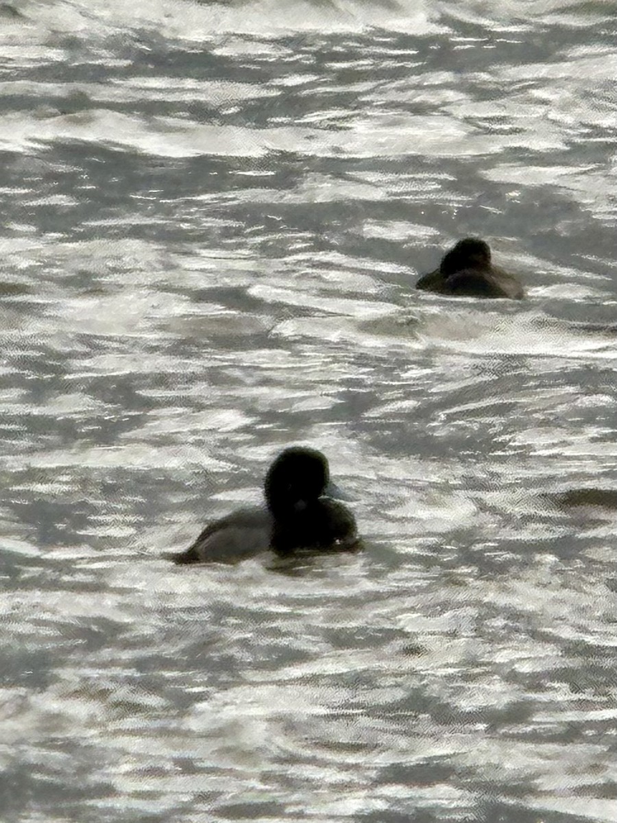 Тэнгисийн шумбуур - ML644562520