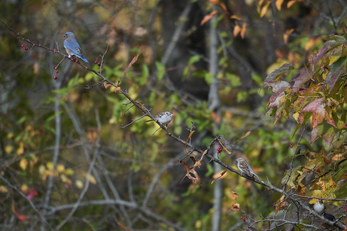 Cırcır Sesli Serçe - ML644562521