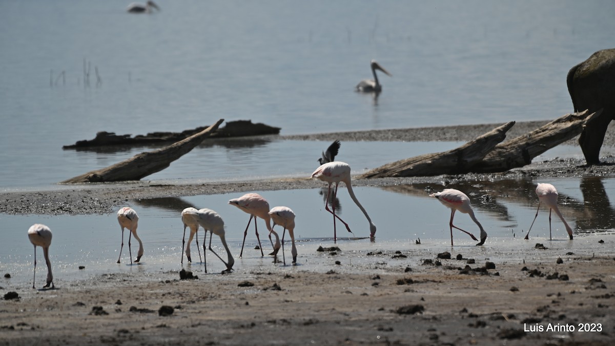 Фламінго рожевокрилий - ML644562522