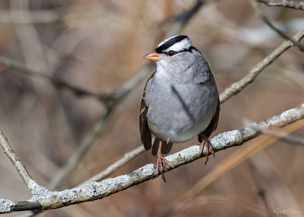 White-crowned Sparrow - ML644562525