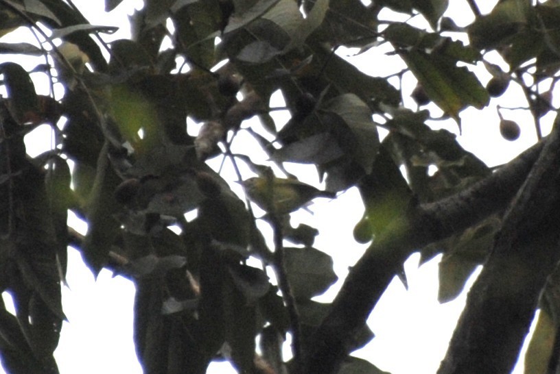 Lesser Greenlet - ML644562528