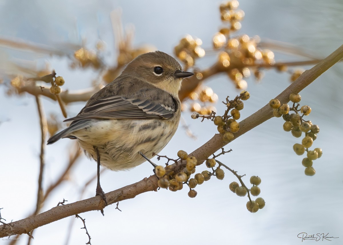 Yellow-rumped Warbler - ML644562529