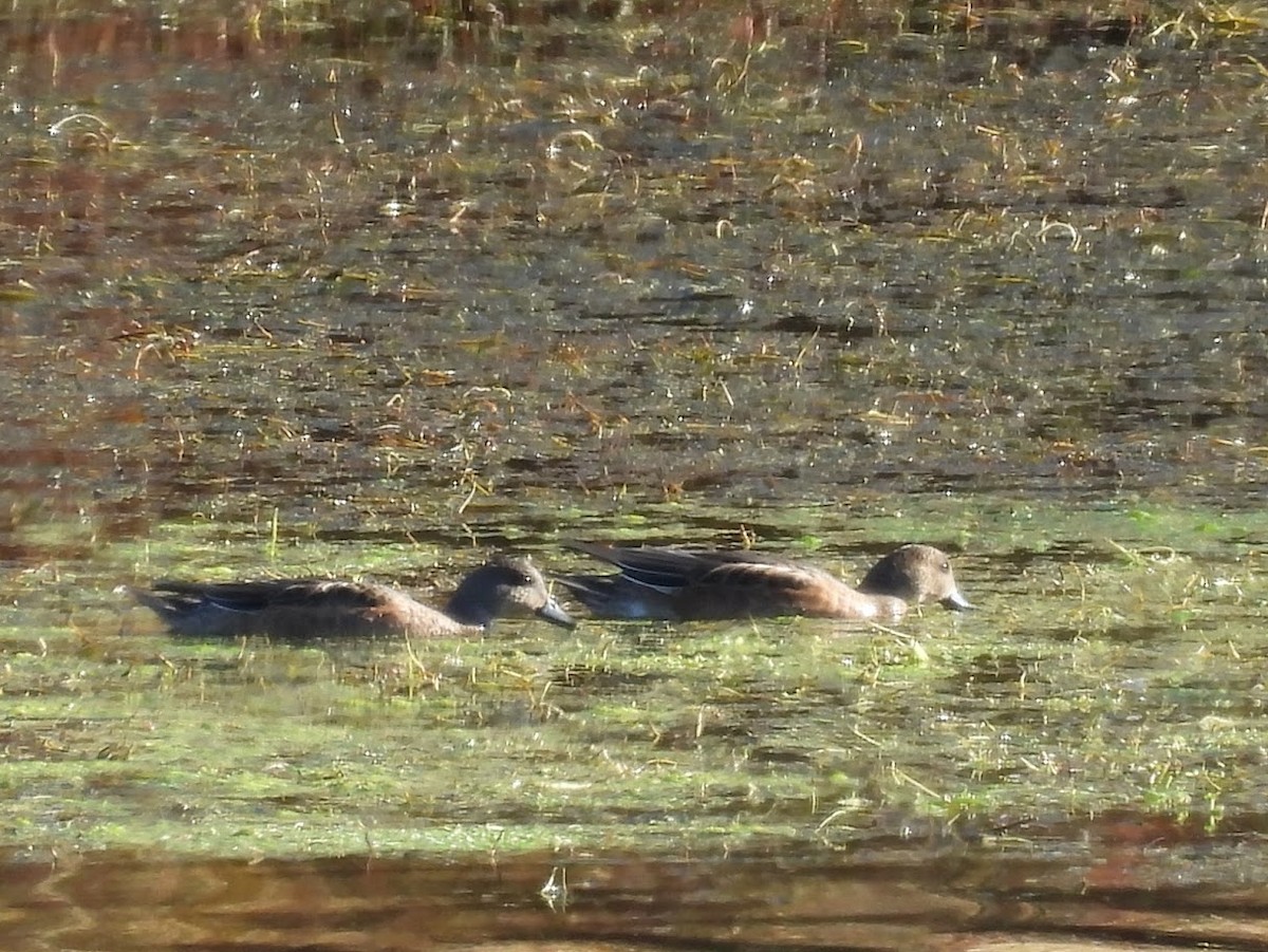 American Wigeon - ML644562530