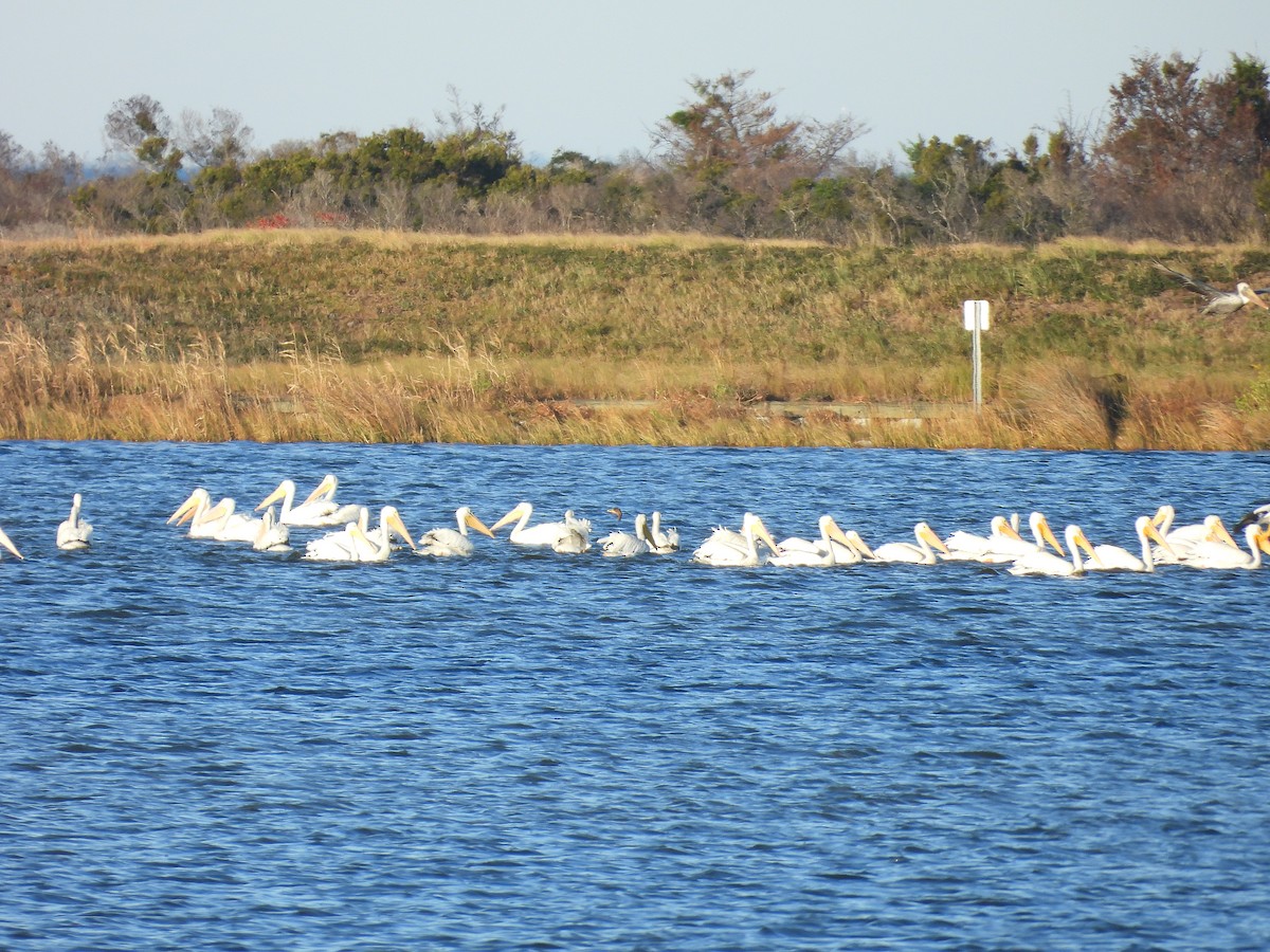 アメリカシロペリカン - ML644562532