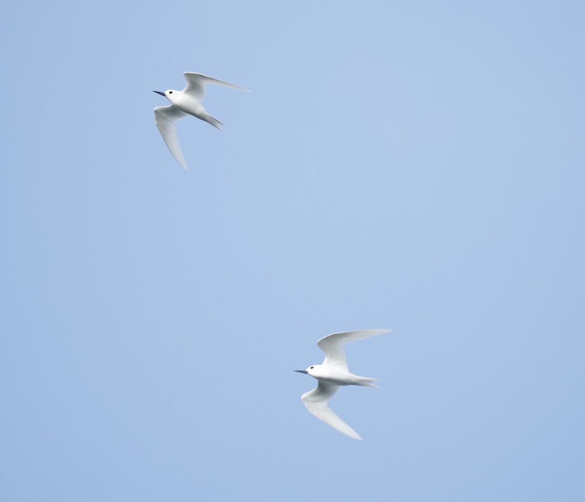 シロアジサシ（candida／leucopes） - ML644562536