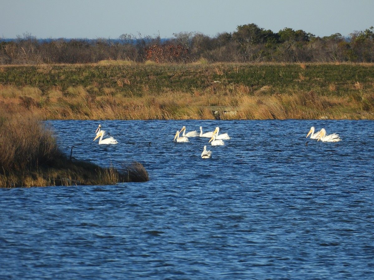 アメリカシロペリカン - ML644562537