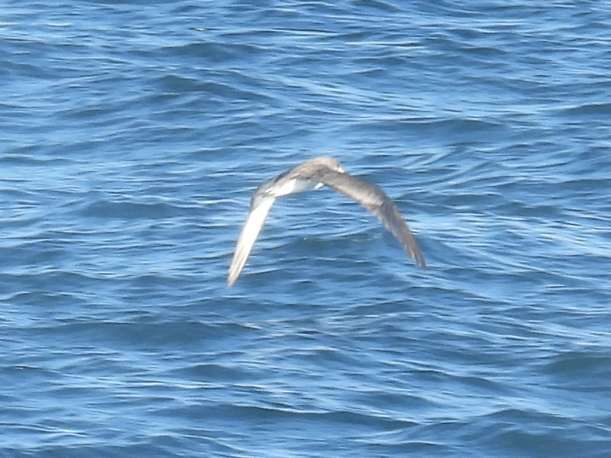 Gabai arre atlantikoa/mediterraneoa - ML644562538