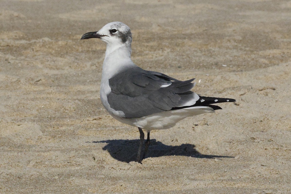 ワライカモメ - ML644562539