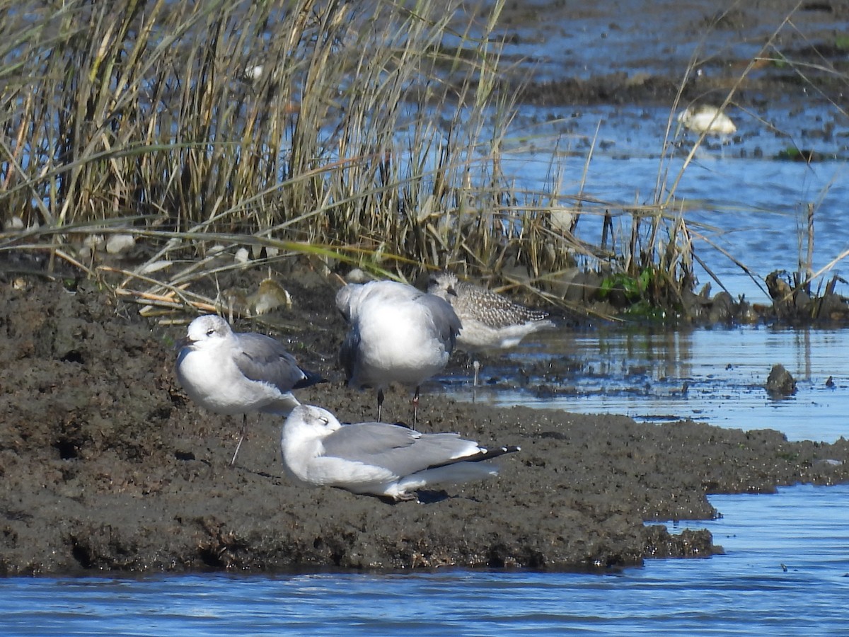 ダイゼン - ML644562540