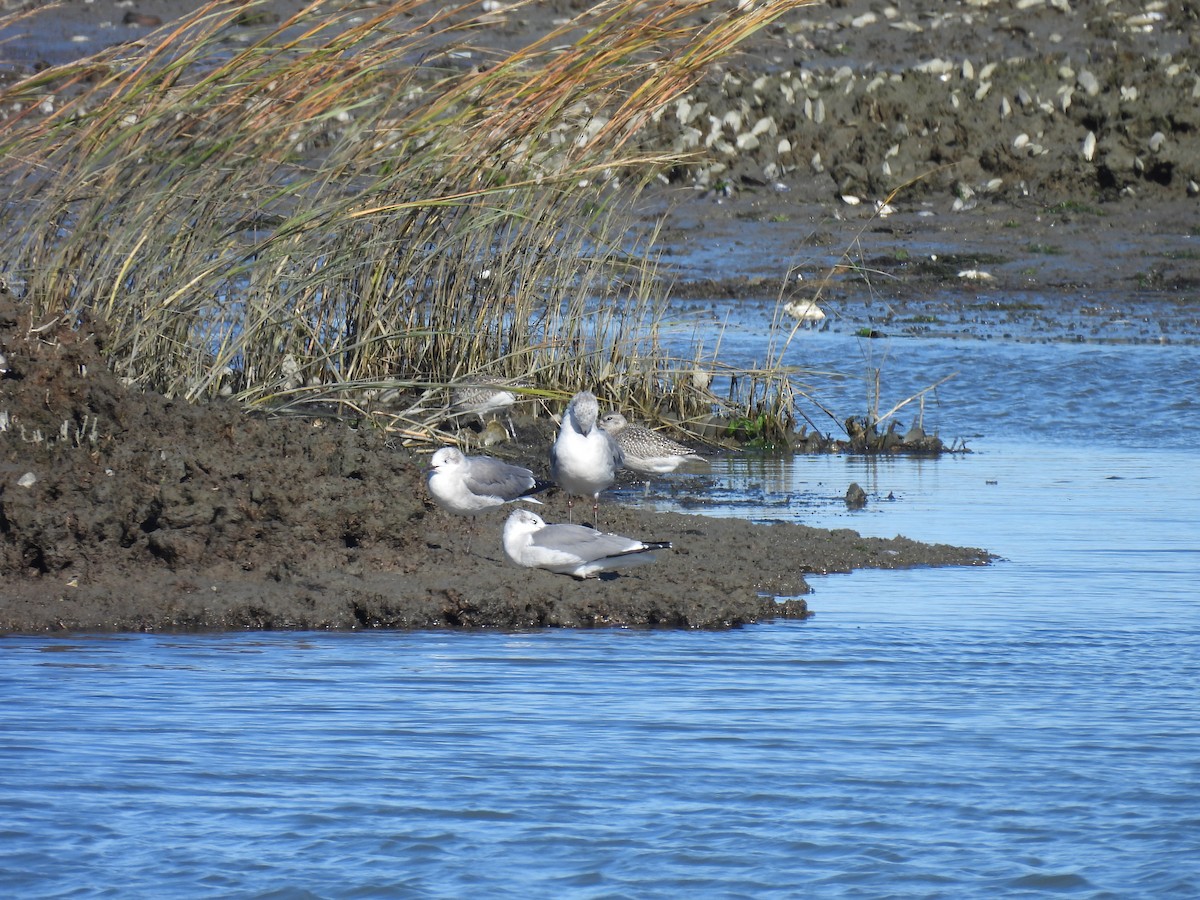 ダイゼン - ML644562541