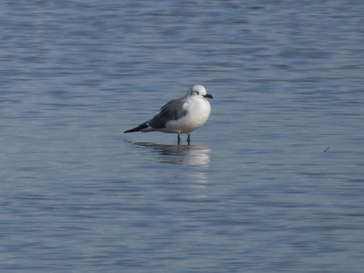 ワライカモメ - ML644562542