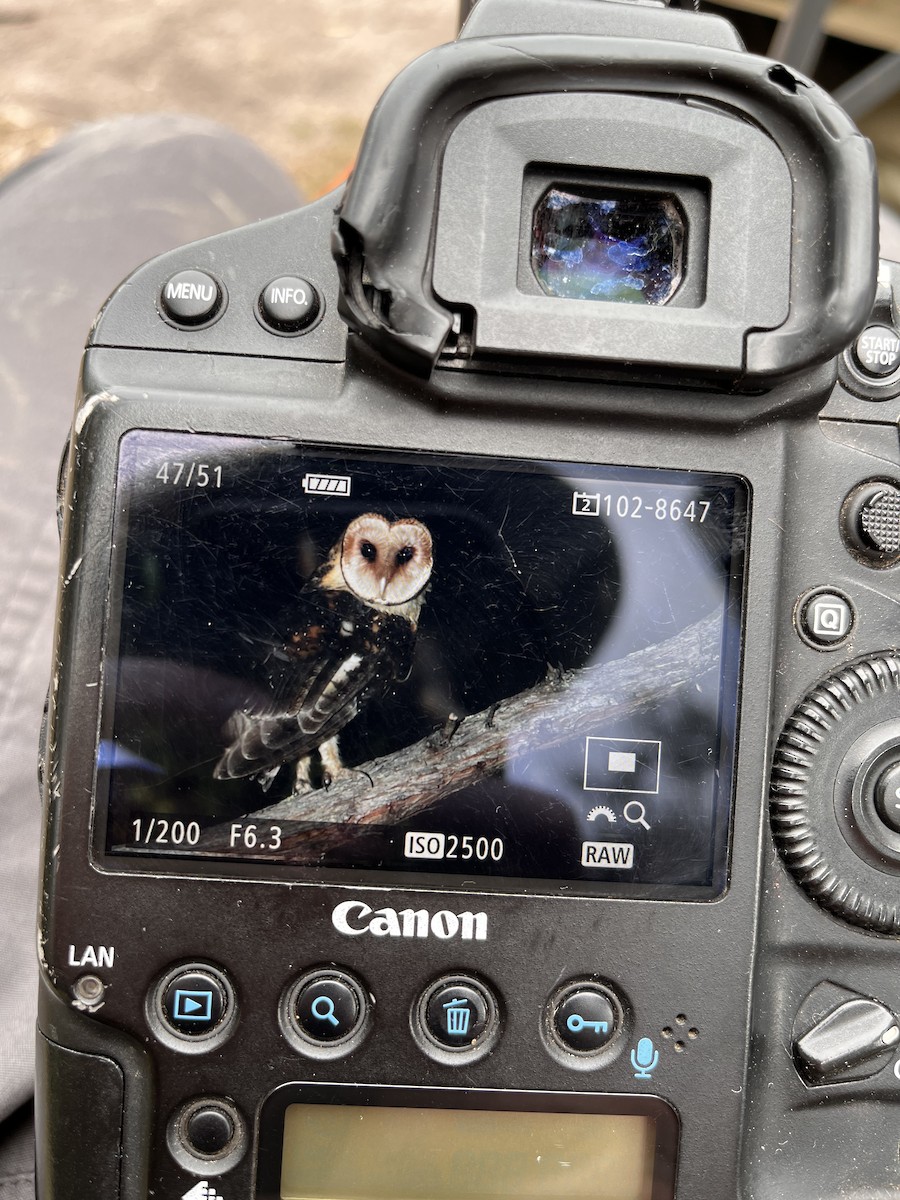 オオメンフクロウ - ML644562544