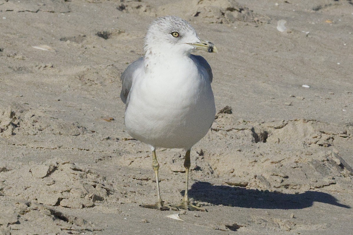 クロワカモメ - ML644562545