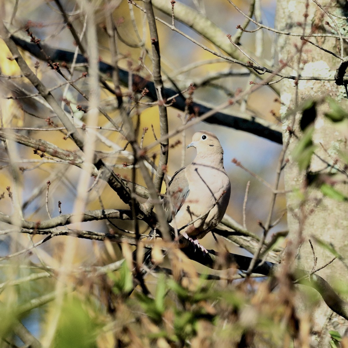 ナゲキバト - ML644562546