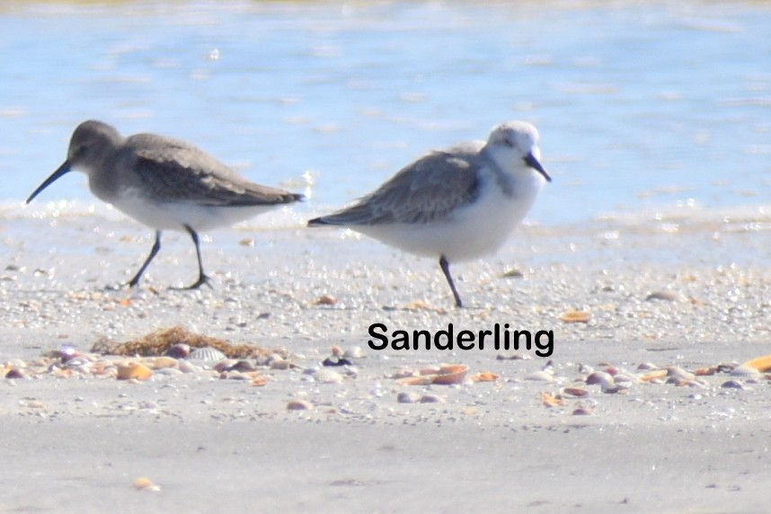 ミユビシギ - ML644562547