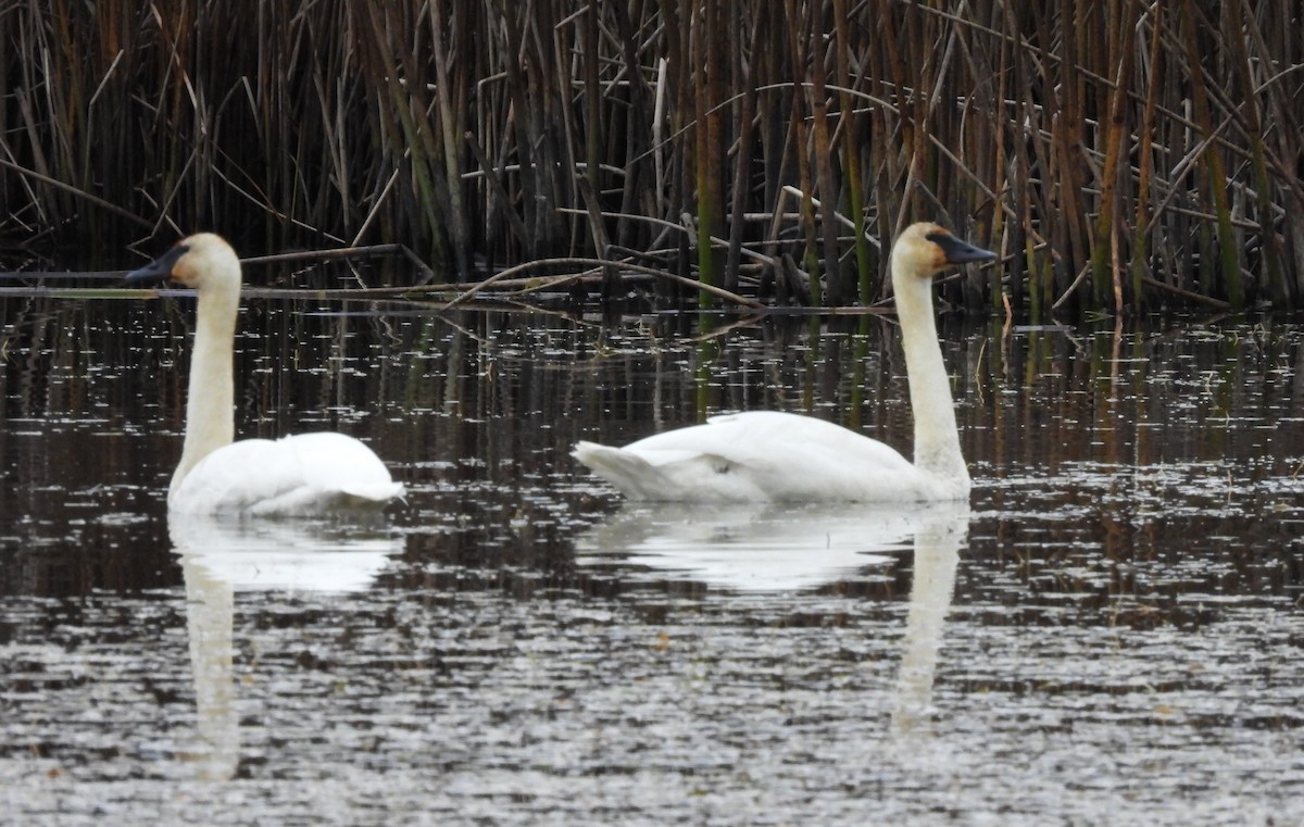 ナキハクチョウ - ML644562549