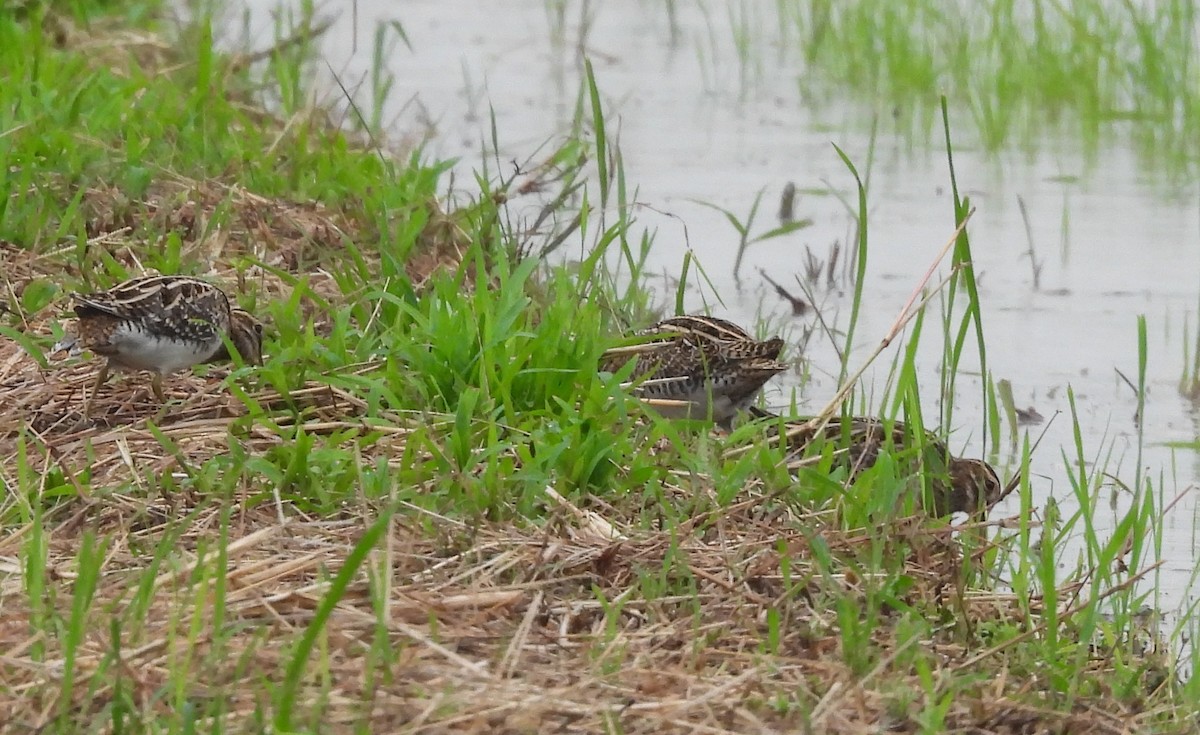 タシギ - ML644562550