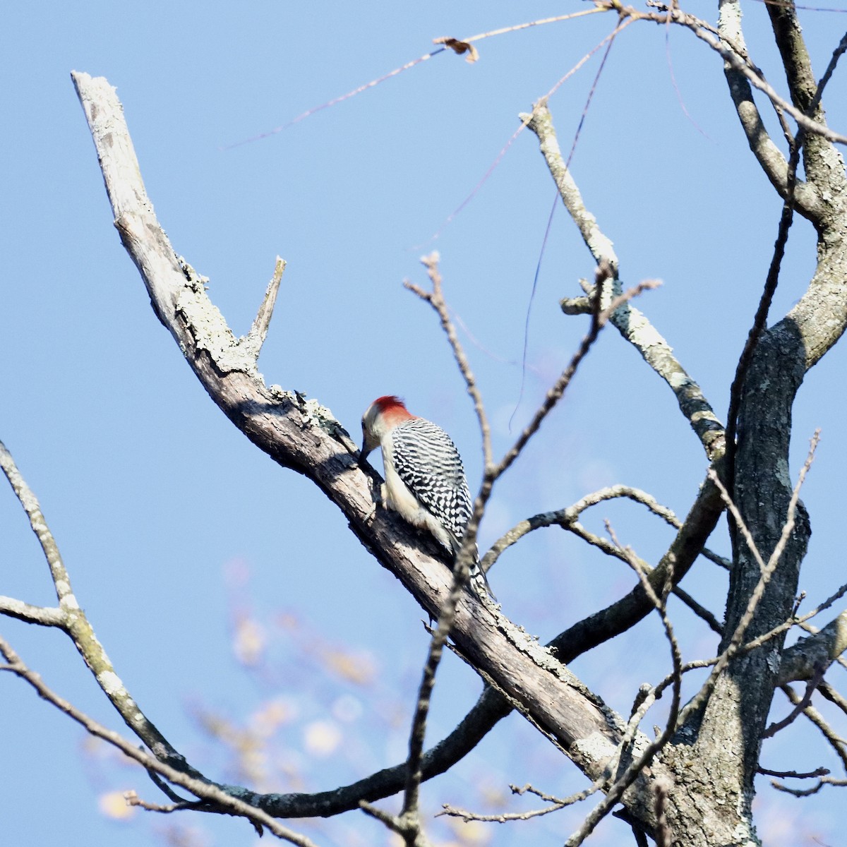 シマセゲラ - ML644562551