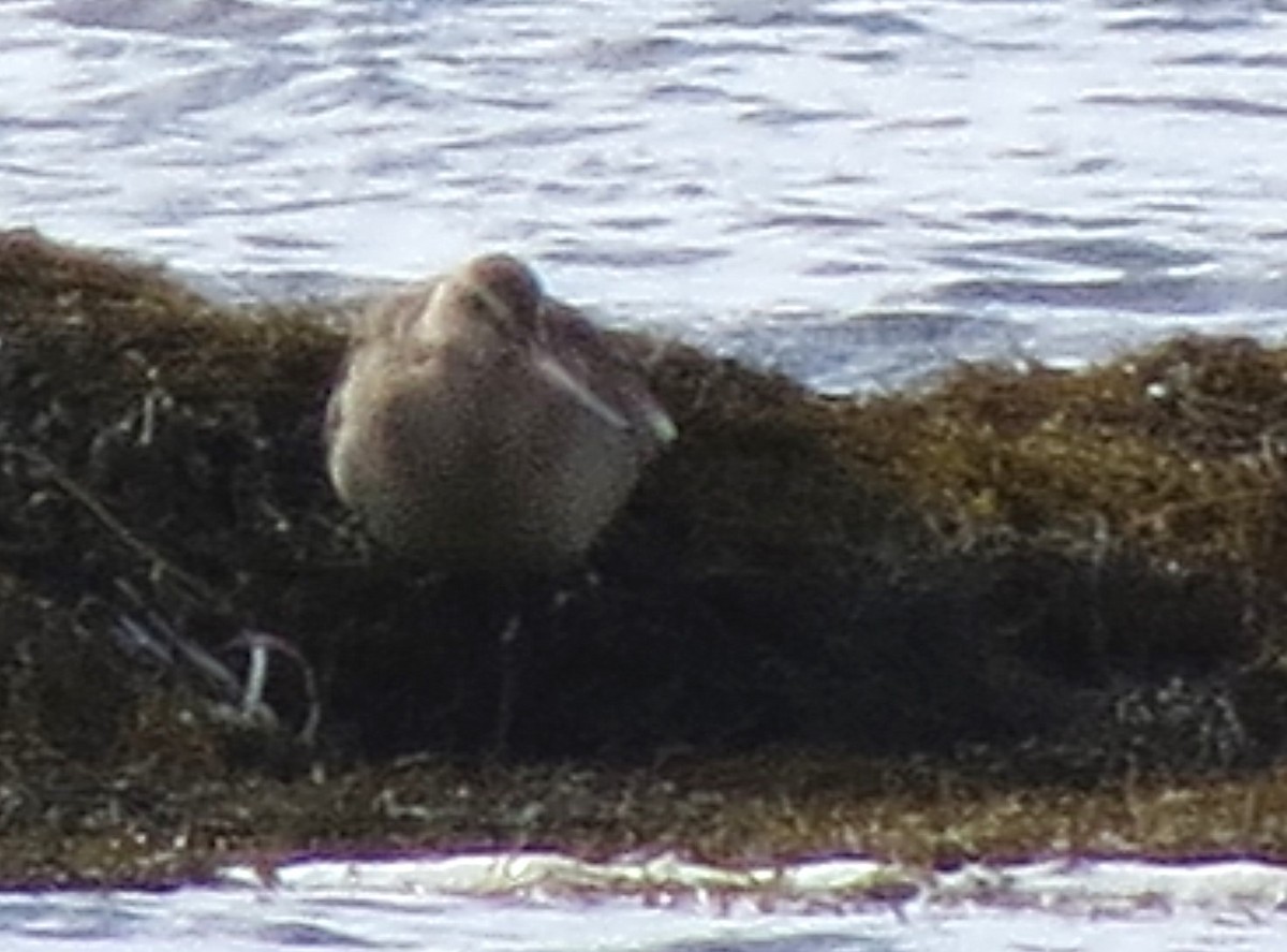 アメリカオグロシギ - ML644562552