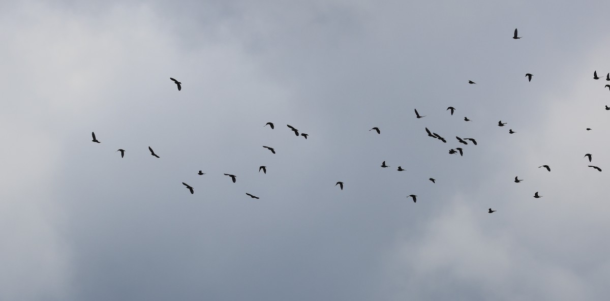 ホシムクドリ - ML644562553