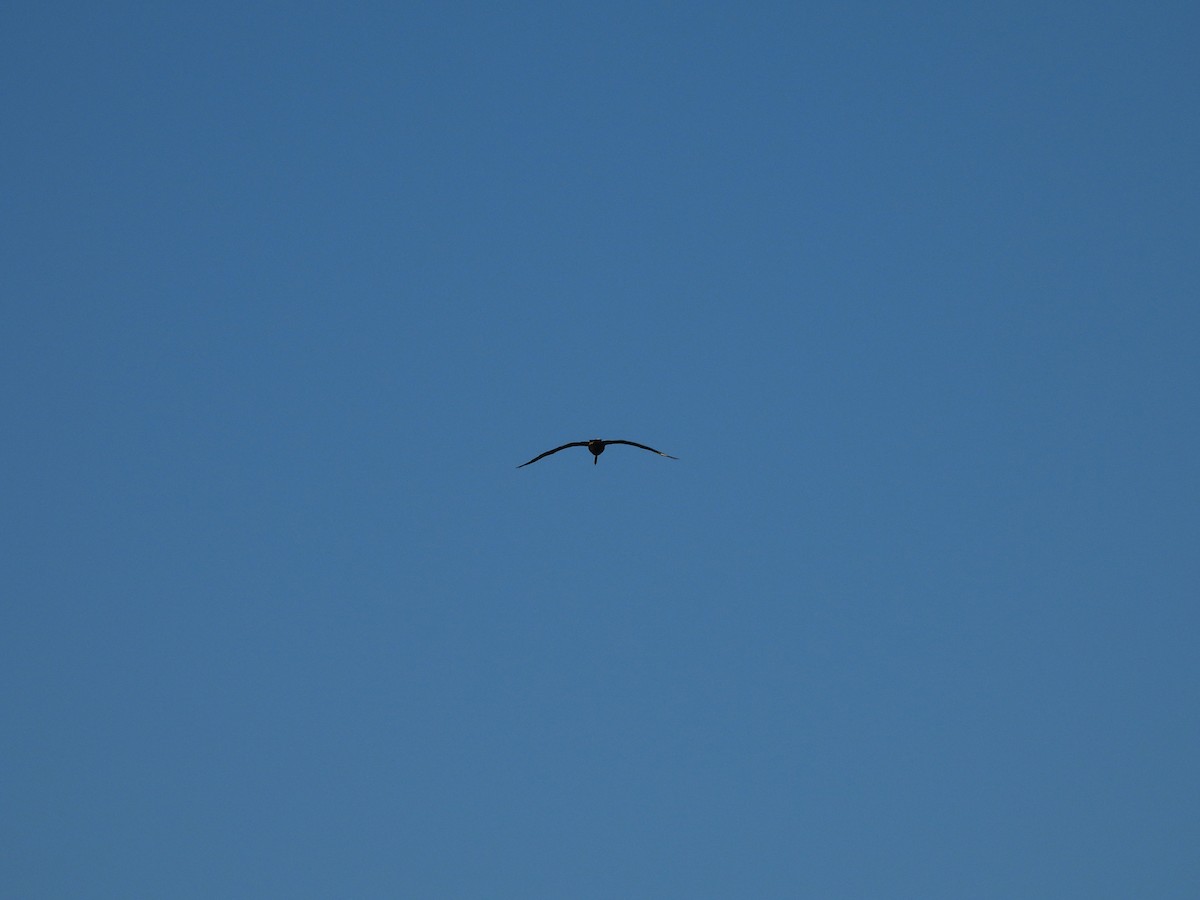 ブロンズトキ - ML644562554