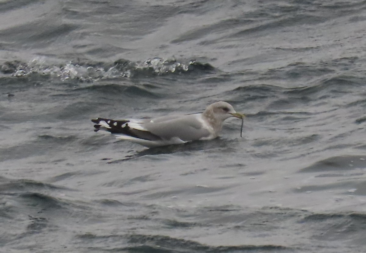 コカモメ - ML644562556