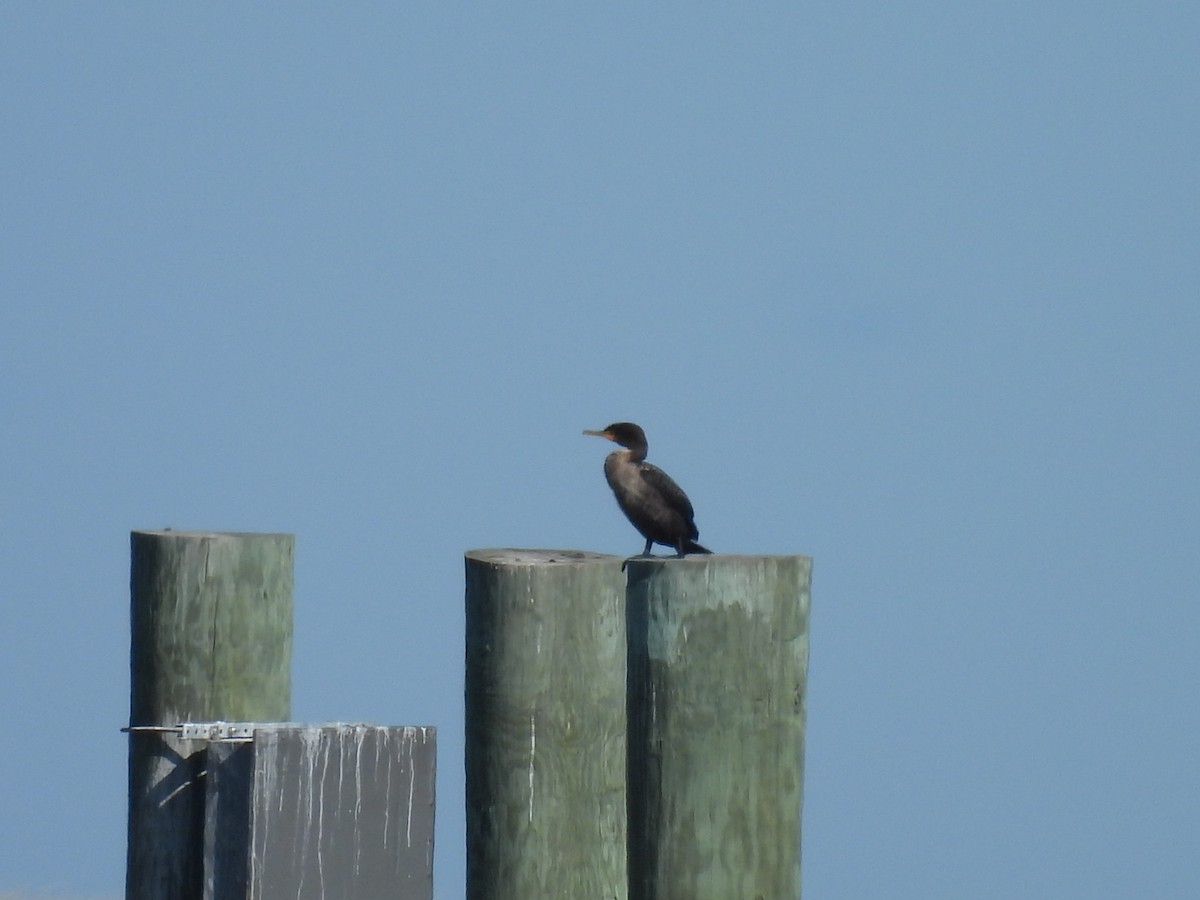 ミミヒメウ - ML644562559