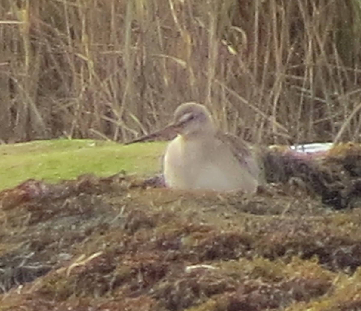 アメリカオグロシギ - ML644562560