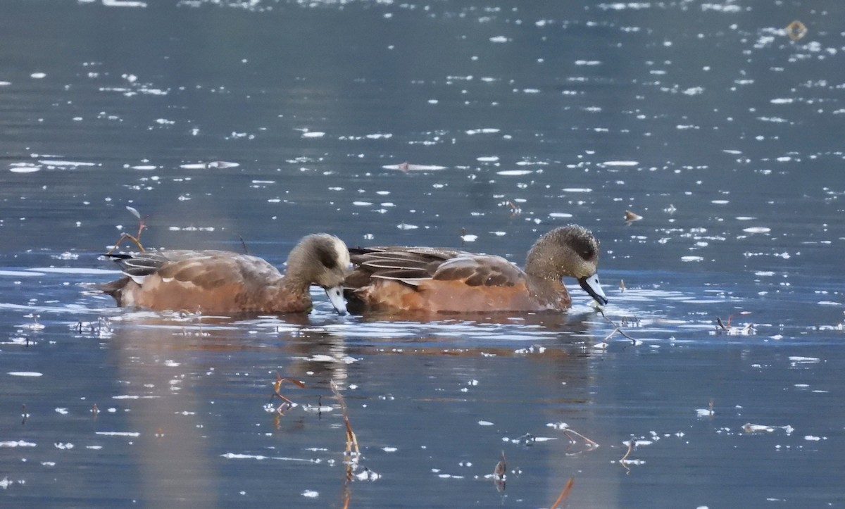 アメリカヒドリ - ML644562566