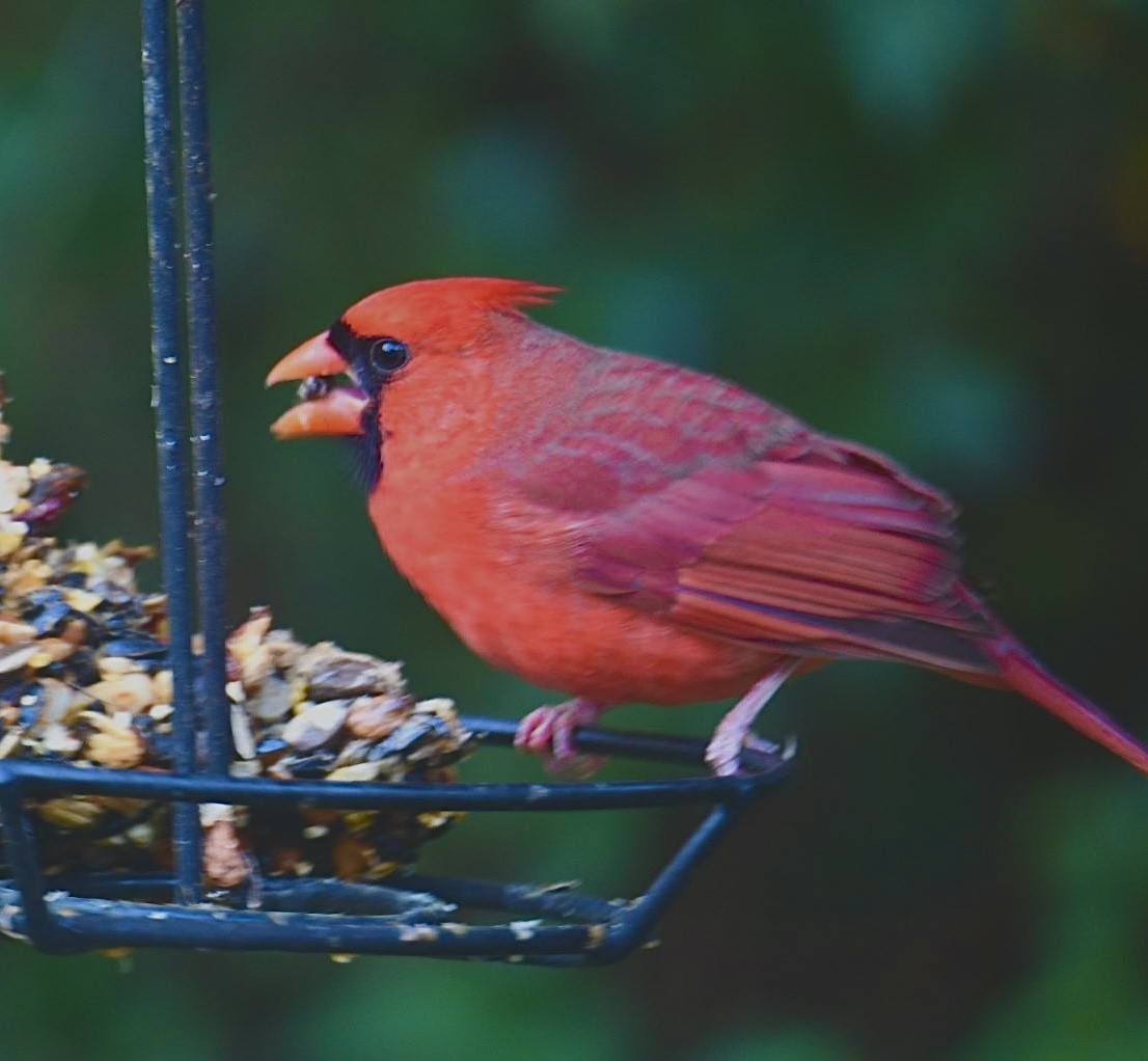 ショウジョウコウカンチョウ - ML644562567