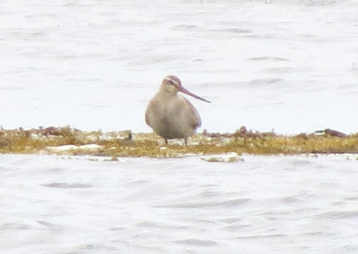 アメリカオグロシギ - ML644562570