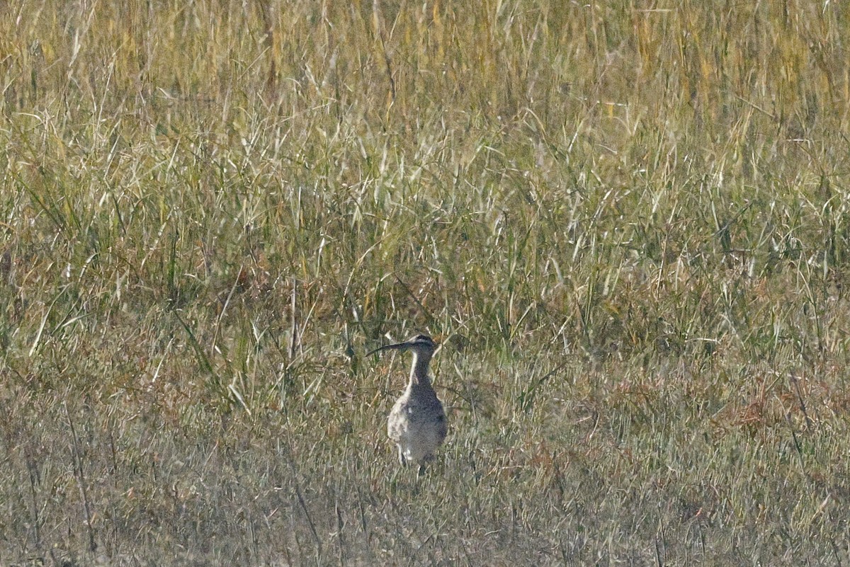 アメリカチュウシャクシギ - ML644562571