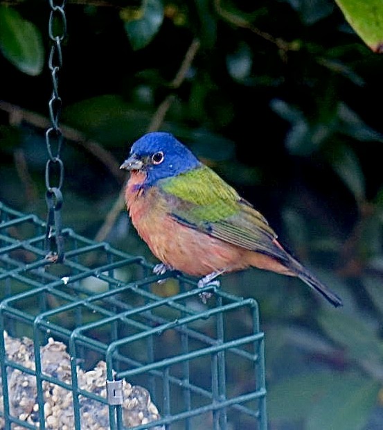 ゴシキノジコ - ML644562573