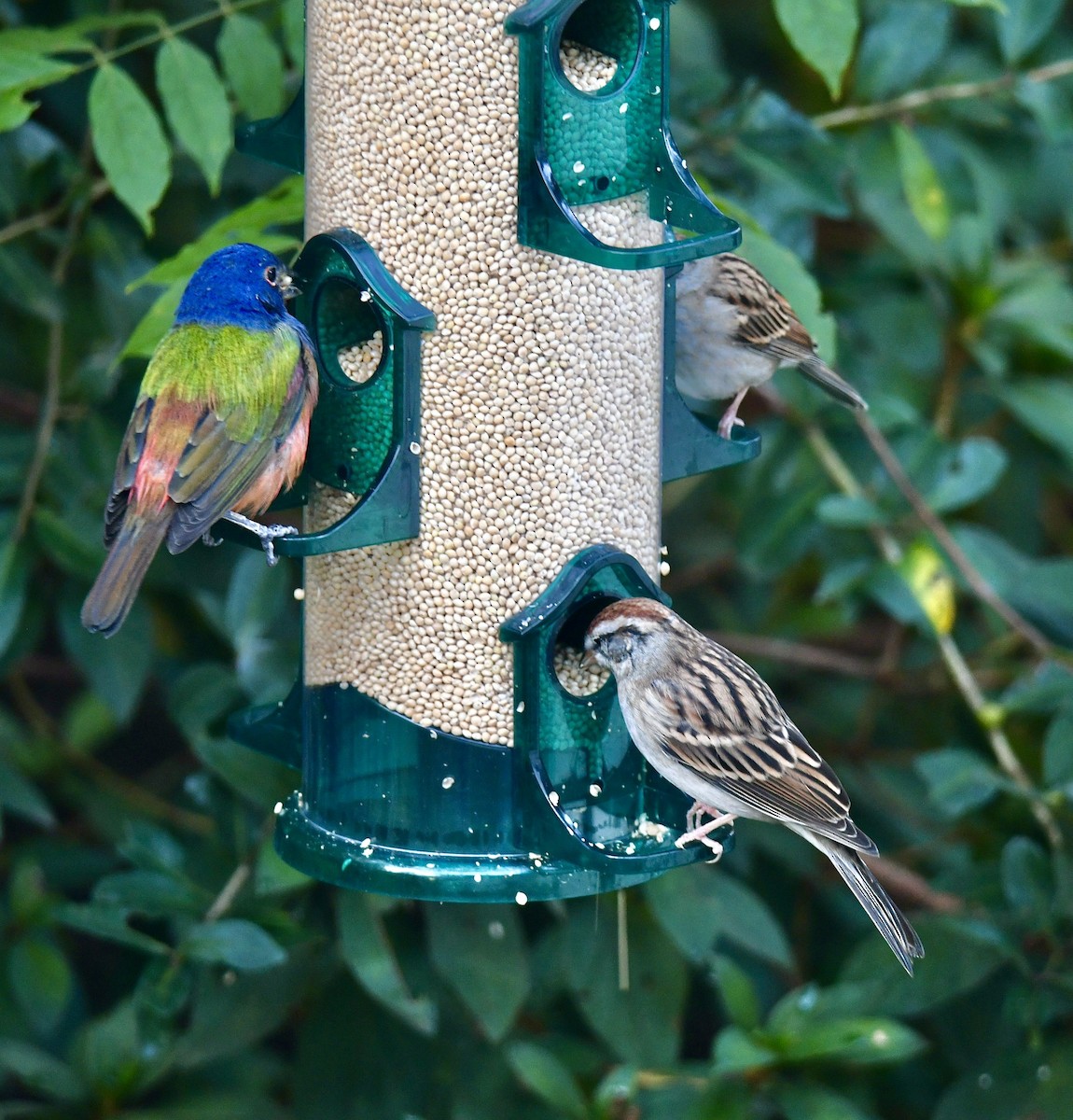 ゴシキノジコ - ML644562574