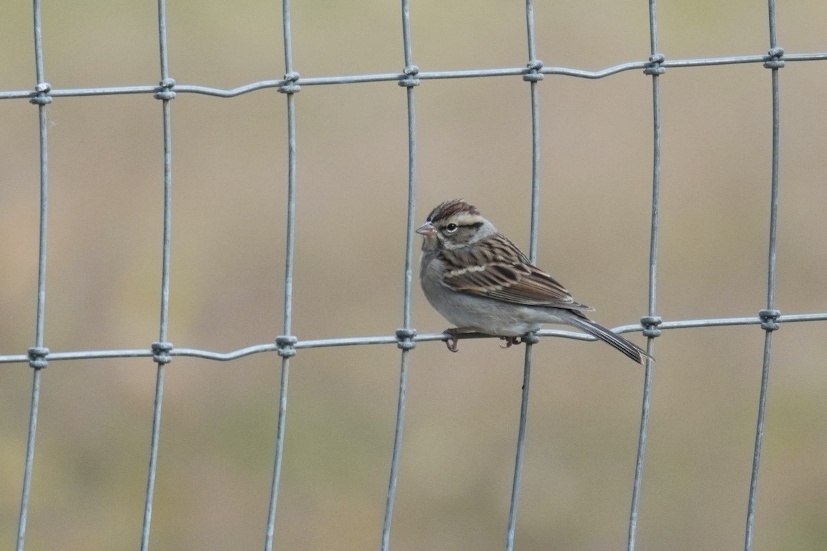 Cırcır Sesli Serçe - ML644562586