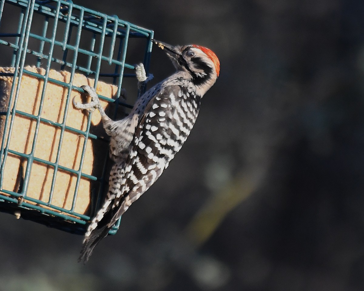 leiderspett - ML644562591