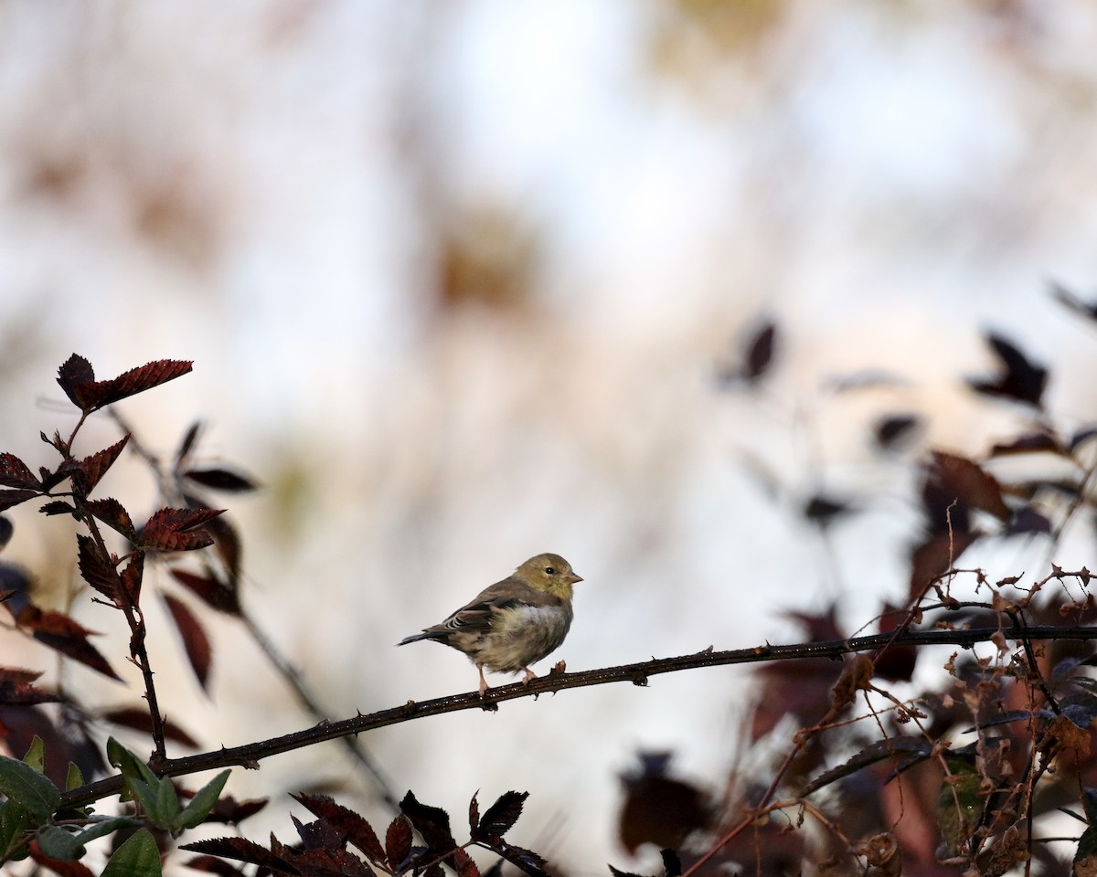 American Goldfinch - ML644562592