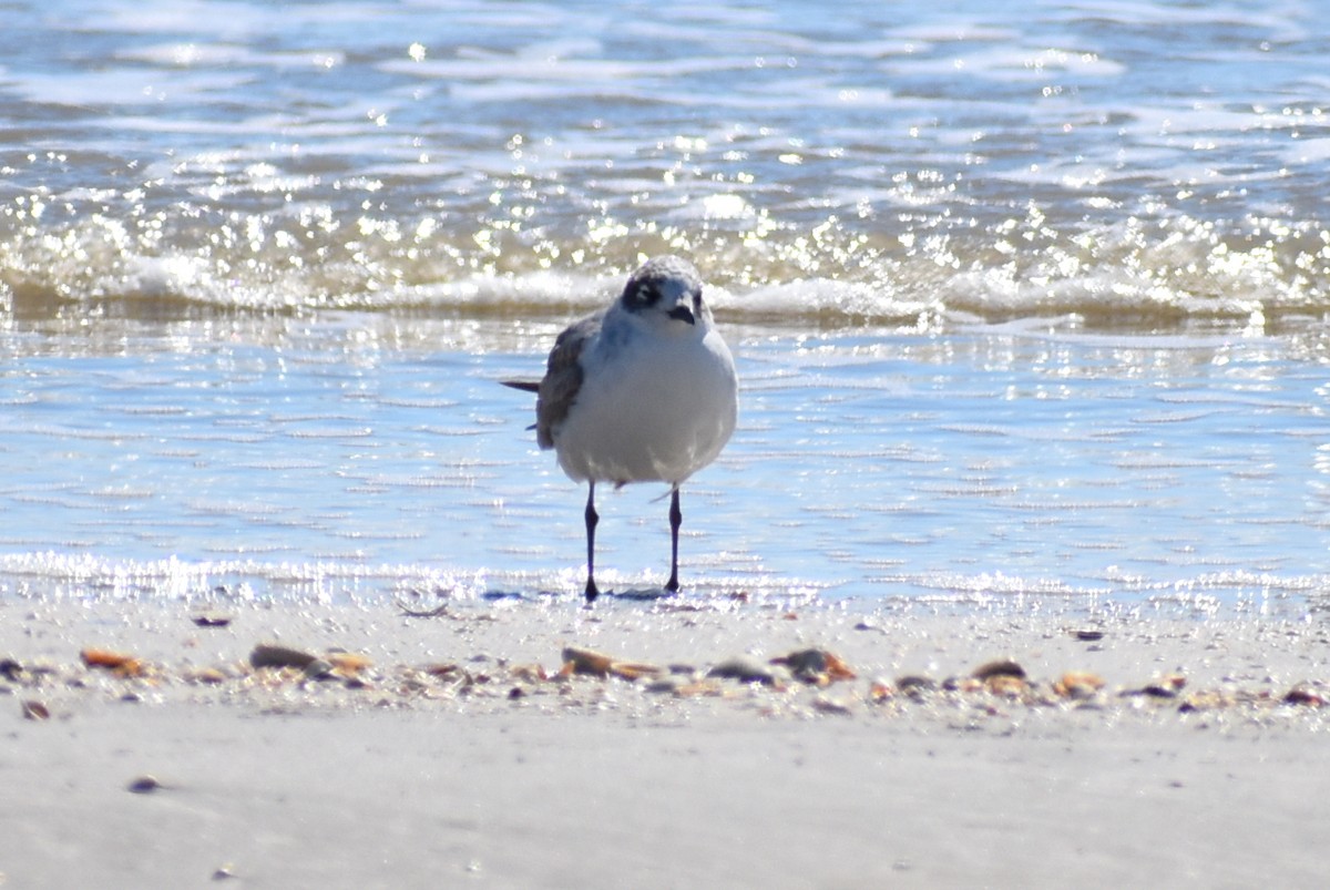 Mouette de Franklin - ML644562596