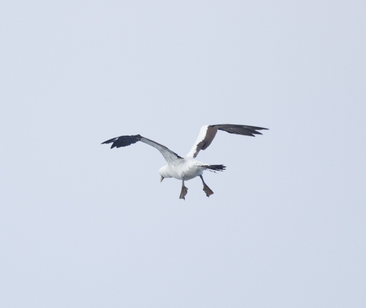 Сула жовтодзьоба - ML644562600