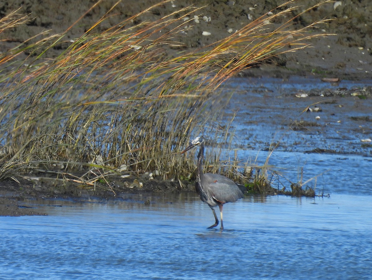 Чапля північна - ML644562602