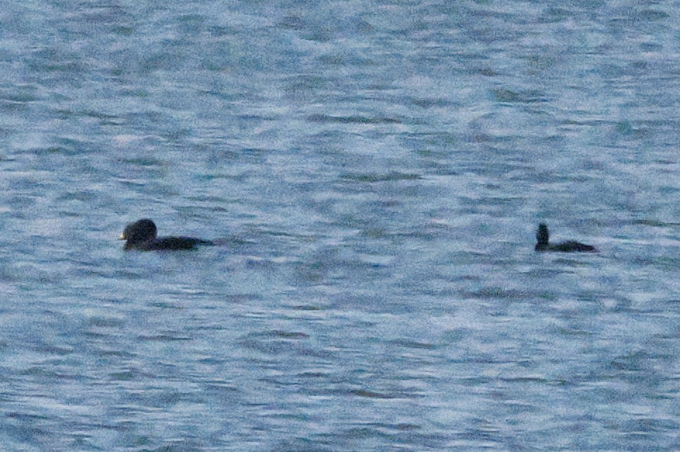 Ahatebeltz amerikarra - ML644562604