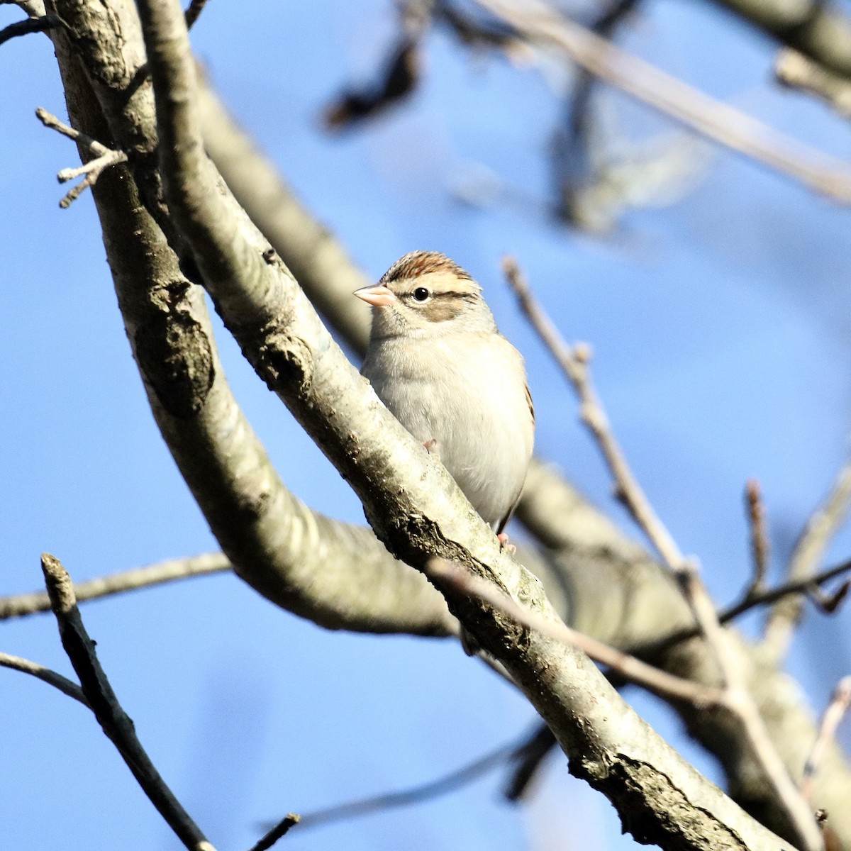 Cırcır Sesli Serçe - ML644562605