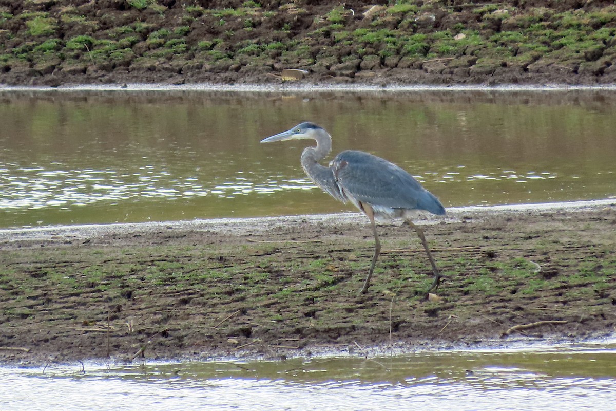 Чапля північна - ML644562607