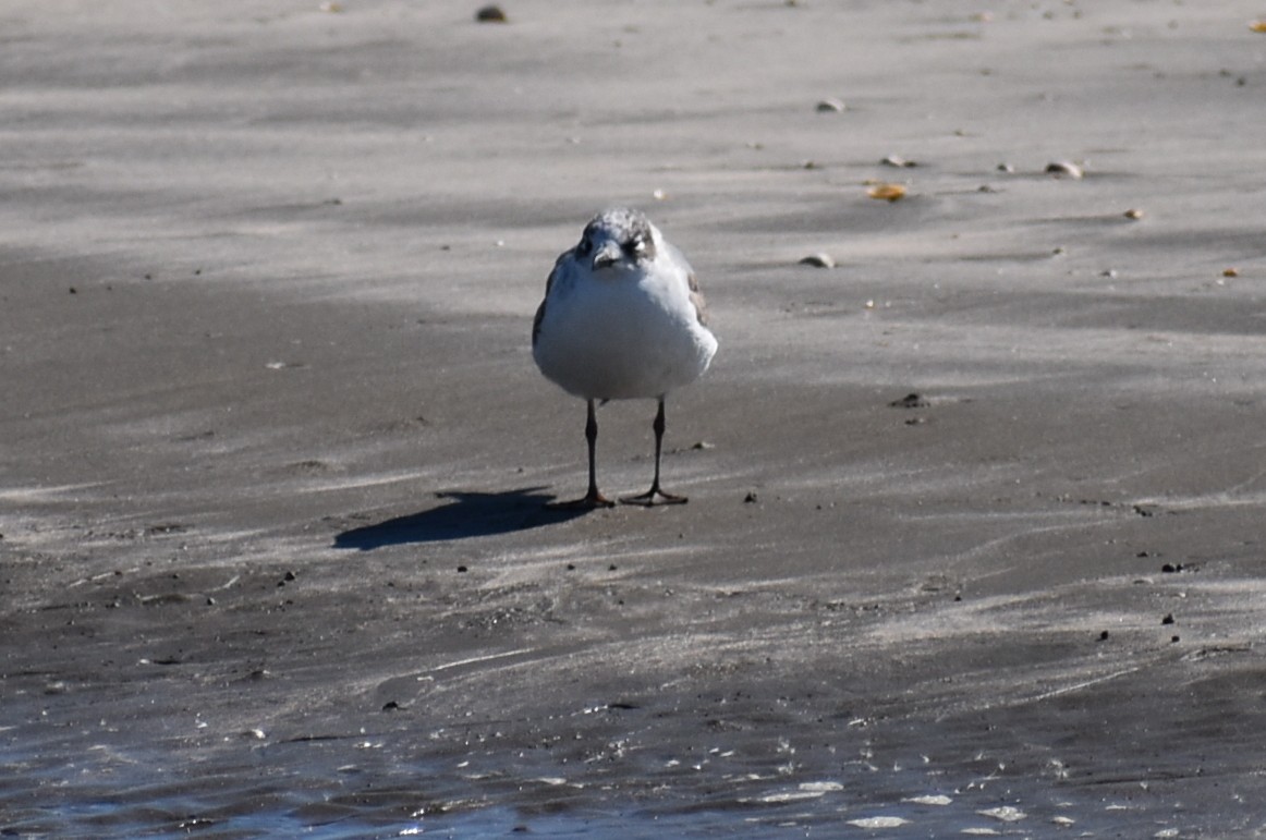 Mouette de Franklin - ML644562608