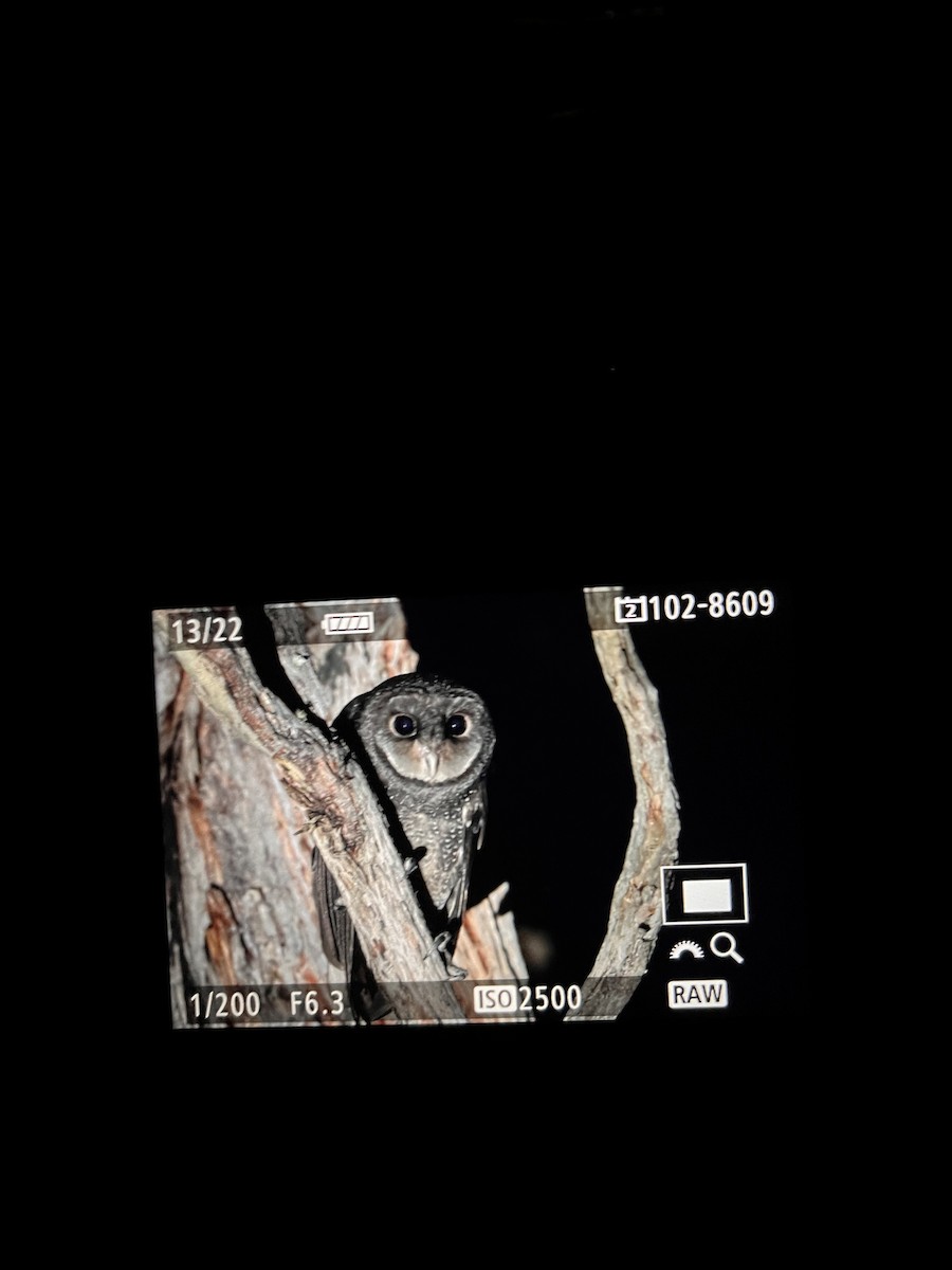 Sooty Owl - ML644562612