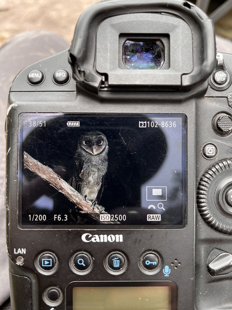 Sooty Owl - ML644562613